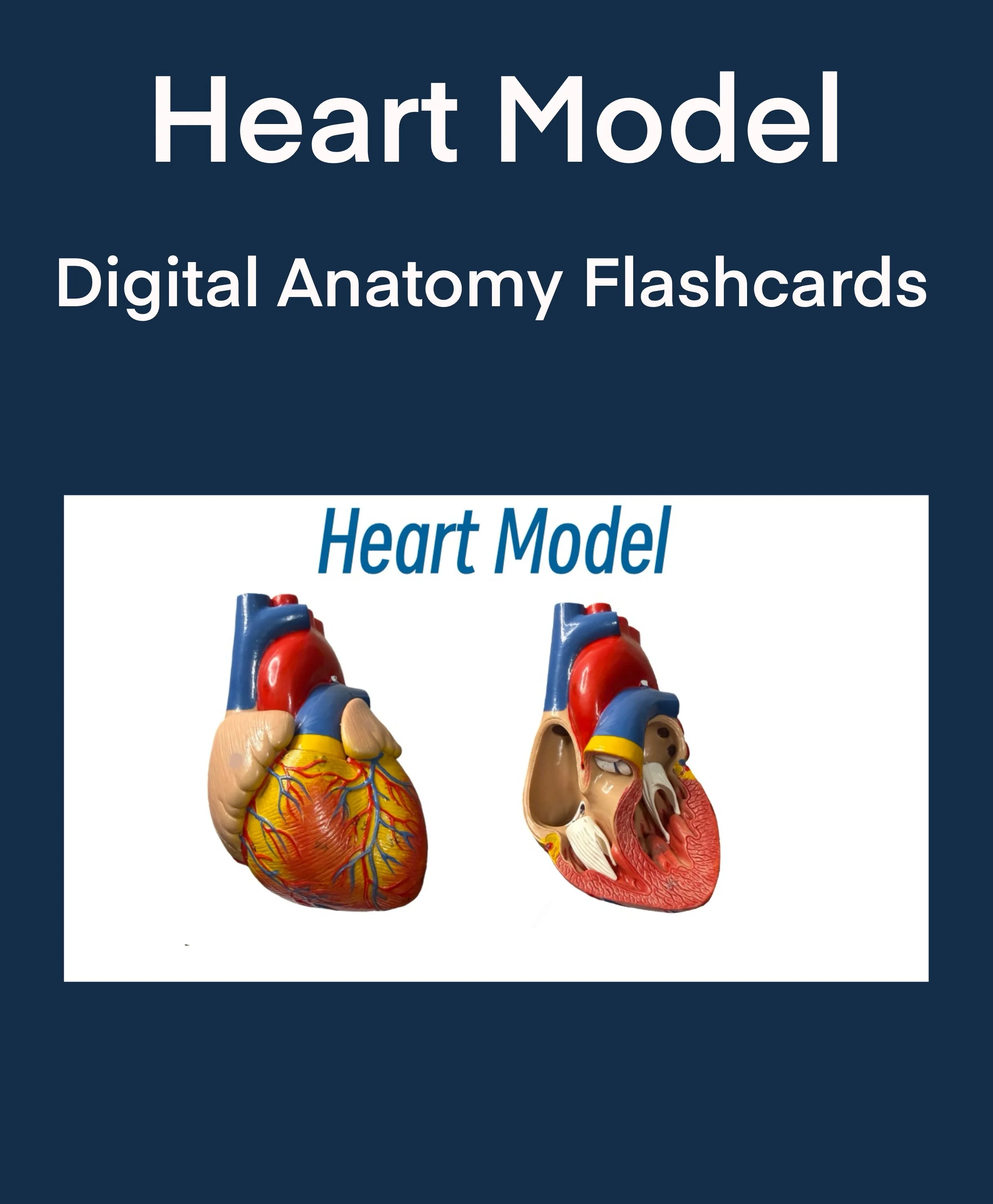 Shop Study Guides — MedZeg